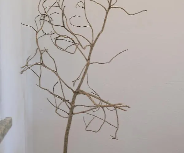 Ml Mar * 卡武埃鲁